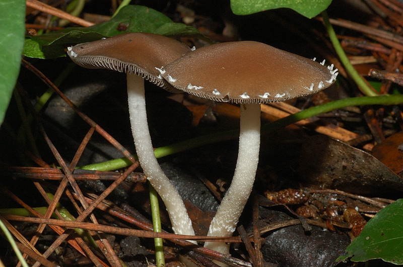 Il mondo dei funghi a Ostia